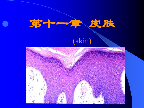 第十一章 皮肤