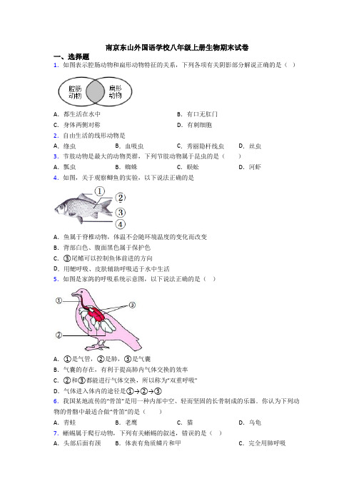 南京东山外国语学校八年级上册生物期末试卷