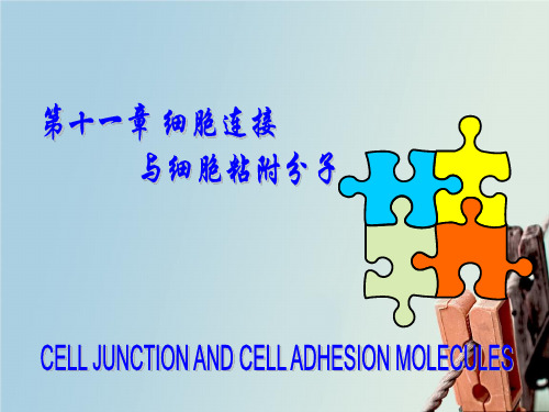 细胞生物学第十一章细胞连接与细胞粘附分子