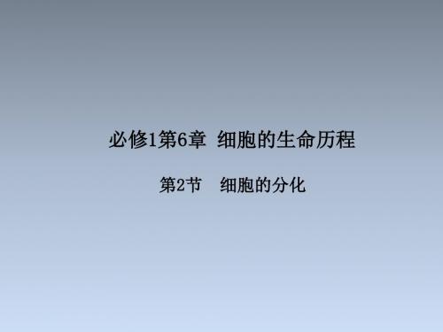 专题6.2 细胞的分化(课件)人教版高一生物同步精品课堂(提升版)(必修1)