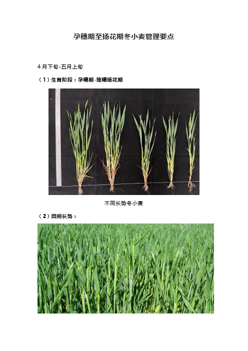 孕穗期至扬花期冬小麦管理要点