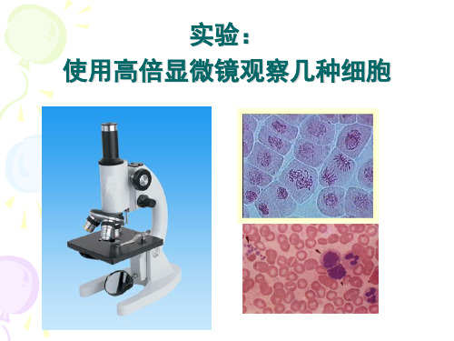 使用高倍镜观察几种细胞