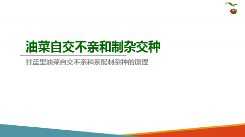 油菜杂交种种子生产技术—自交不亲和的原理