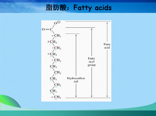 生物化学 第08章 脂代谢(共68张PPT)