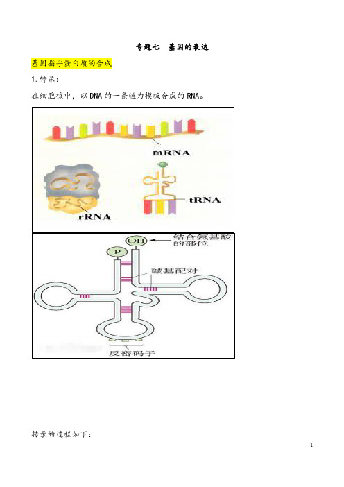 高中生物人教版必修二《基因的表达》知识点总结归纳