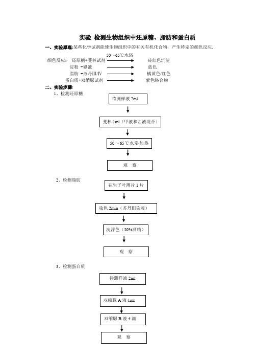 实验一：检测生物组织中的糖类-脂肪-蛋白质