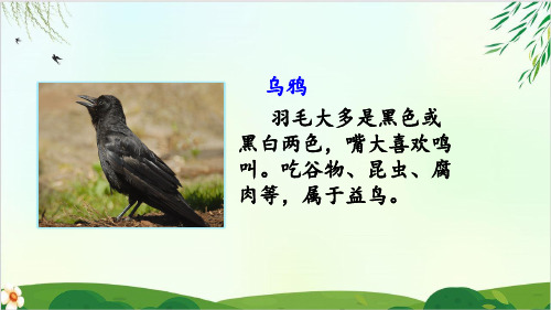 (一上)一年级上册 13 乌鸦喝水 PPT精品课件 部编版