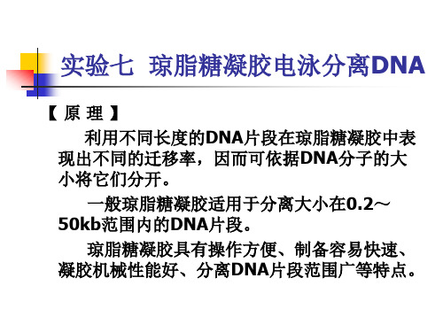 动物医学生化实验《实验七 琼脂糖凝胶电泳分离DNA》课件