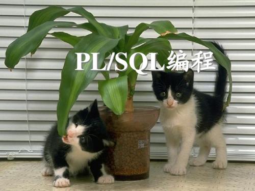 Oracle数据库培训-PLSQL编程