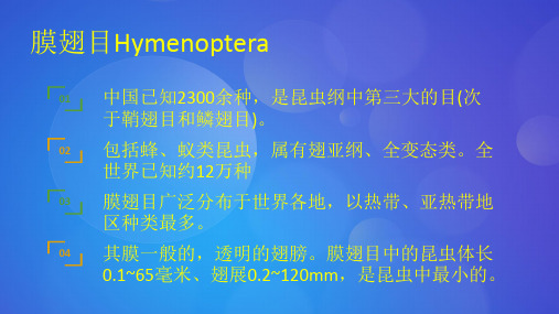 膜翅目简介