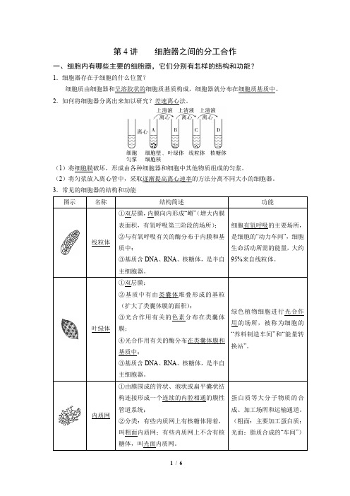 高中生物必考知识点-第4讲-细胞器之间的分工合作