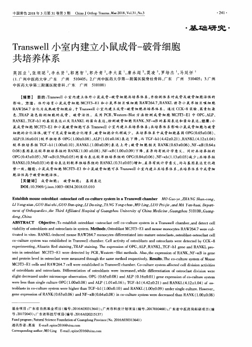 Transwell小室内建立小鼠成骨-破骨细胞共培养体系