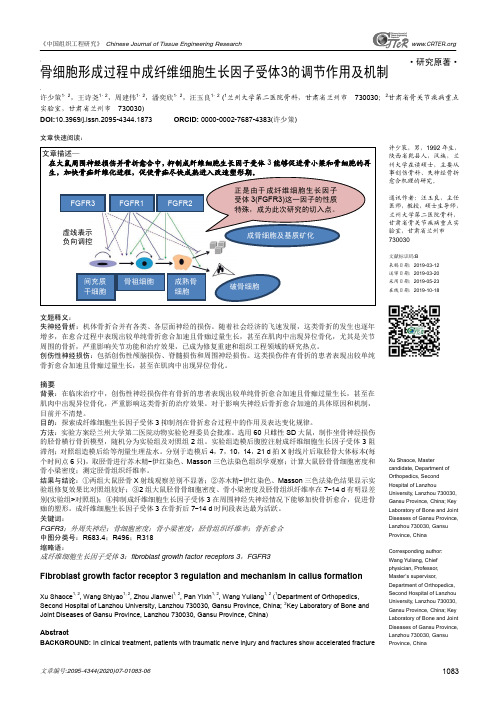 骨细胞形成过程中成纤维细胞生长因子受体3的调节作用及机制