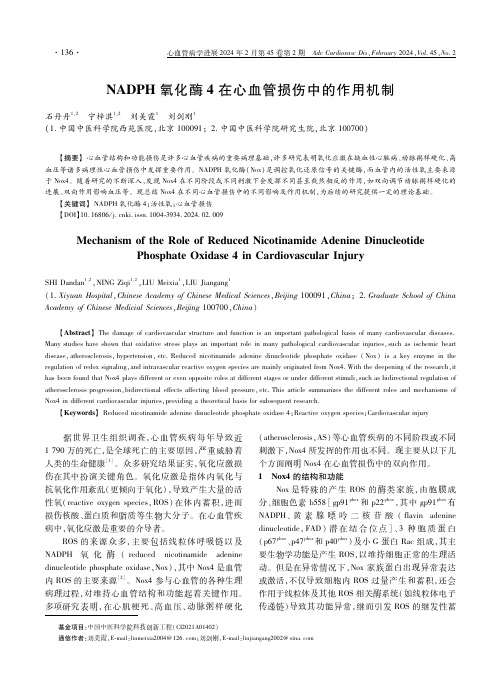 ＮＡＤＰＨ氧化酶４在心血管损伤中的作用机制