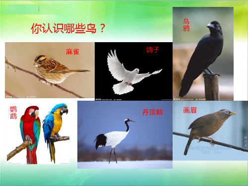 湘教版八年级上册音乐课件 第二单元 百鸟朝凤 (共16张PPT)