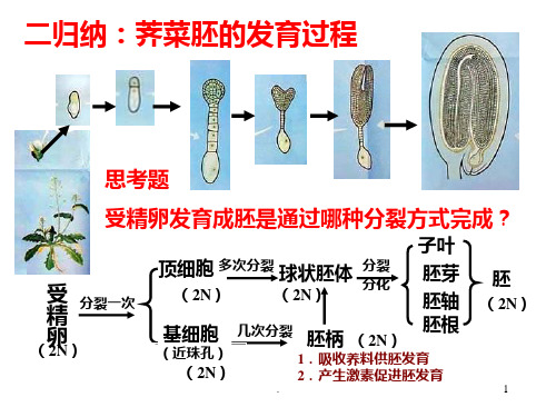 荠菜的发育过程PPT课件