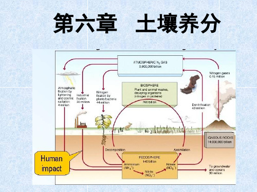 B732-土壤肥料学-第四章 土壤的肥力要素-土壤养分