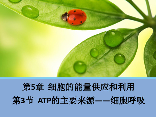 人教版必修一生物《ATP的主要来源——细胞呼吸》(24张)-PPT优秀课件