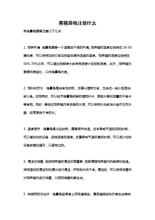 养猪鼻龟注意什么