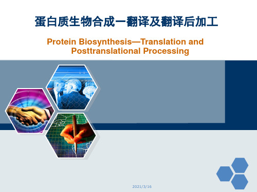 药学分子生物学：第四章 蛋白质的生物合成-翻译及翻译后加工