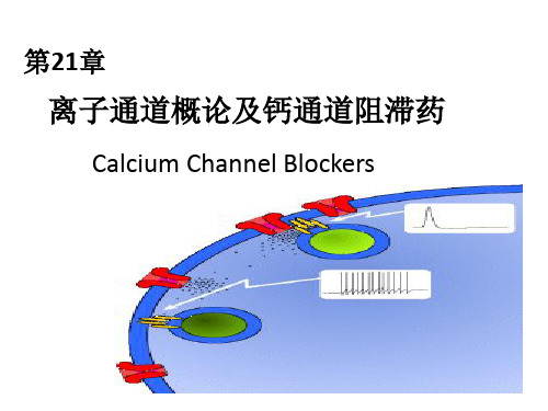 钙通道阻滞药