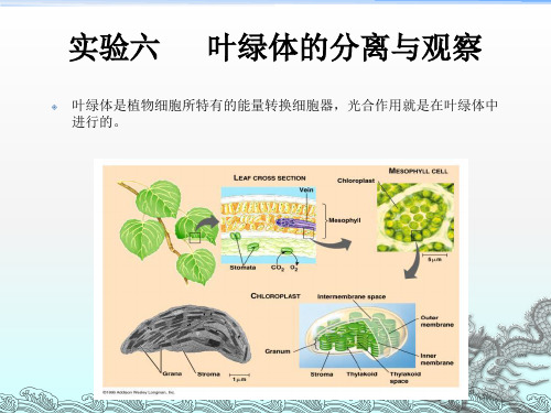 实验叶绿体的分离与观察