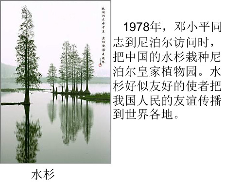 七年级生物我国的珍稀植物(PPT)3-1