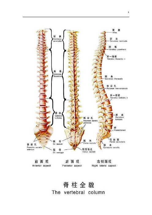 脊柱的生物力学