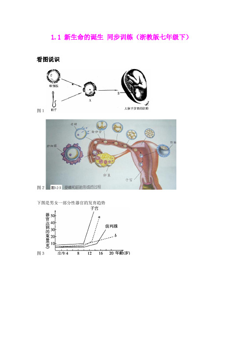1.1 新生命的诞生 同步训练(浙教版七年级下)