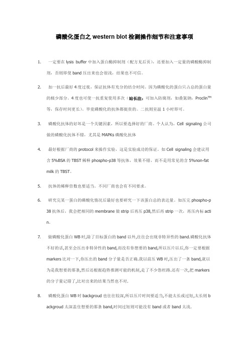 磷酸化蛋白之westernblot检测操作细节和注意事项