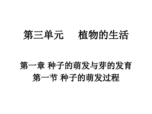 种子的萌发过程