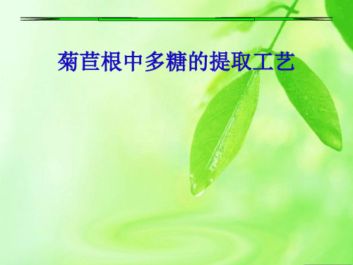 菊苣根中多糖的提取工艺