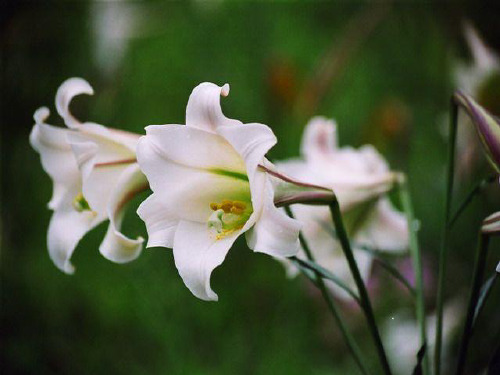 《百合花开》课件2