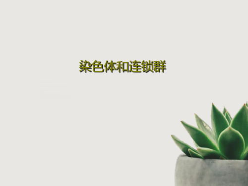 染色体和连锁群108页PPT