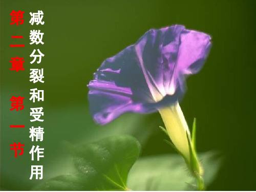 【公开课课件】2.1减数分裂和受精作用