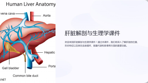 肝脏解剖与生理学课件