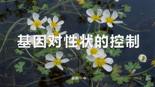 人教版必修高中生物-基因对性状的控制共张)-ppt精品课件
