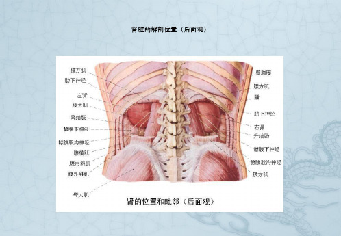 肾内科常见病护理课件