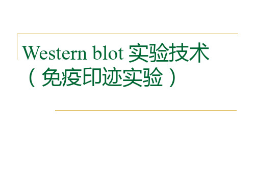 Western blot 实验技术