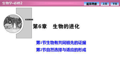 《生物有共同祖先的证据》《自然选择与适应的形成》生物的进化下载-人教版高中生物必修二PPT课件