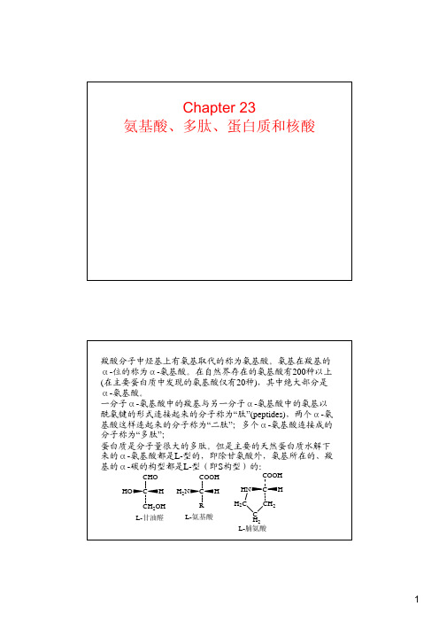 Chapter 23 氨基酸、多肽、蛋白质和核酸