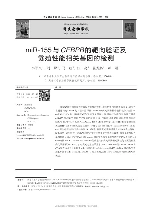 miR-155_与CEBPB_的靶向验证及繁殖性能相关基因的检测