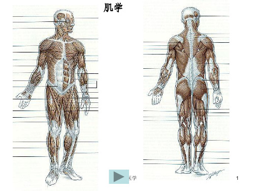 《肌学总论躯干肌》PPT课件