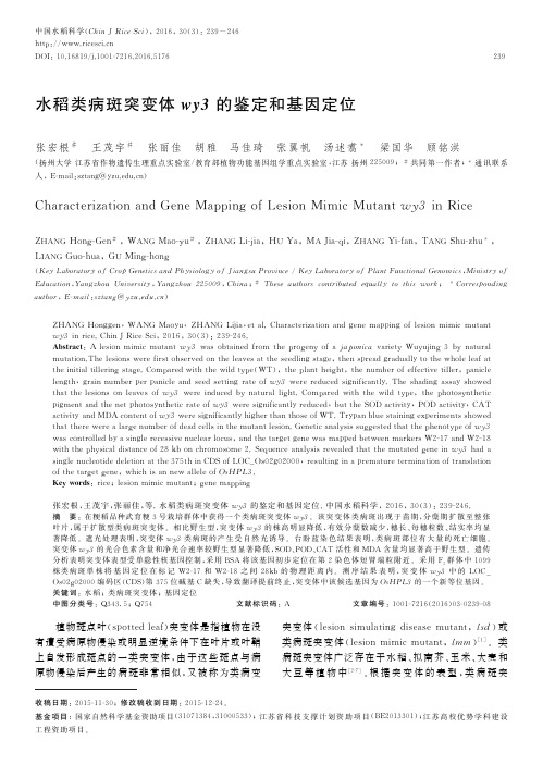 水稻类病斑突变体wy3的鉴定和基因定位