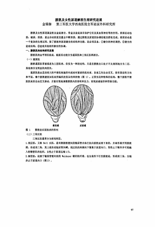 膀胱与女性尿道解剖生理研究进展