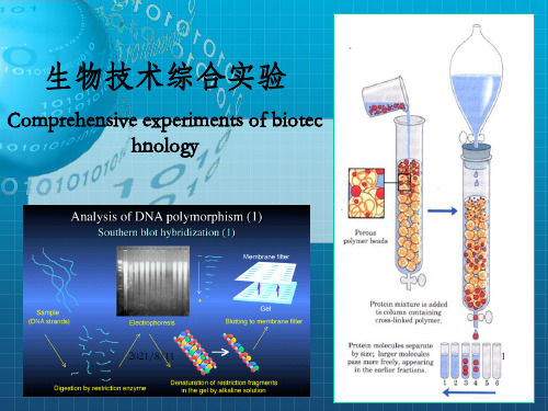 生物技术综合实验