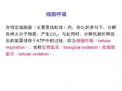 第六章 线粒体