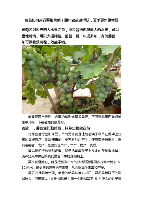 葡萄如何进行整形修剪？四句农谚说得明，夏季更新更重要