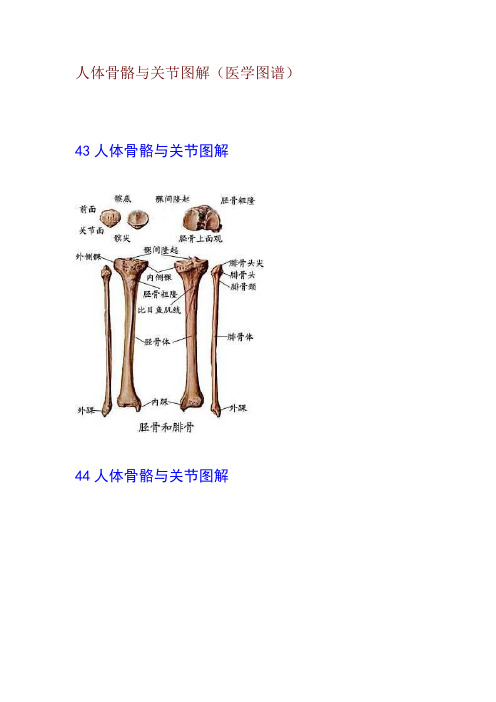 人体骨骼与关节现用图解