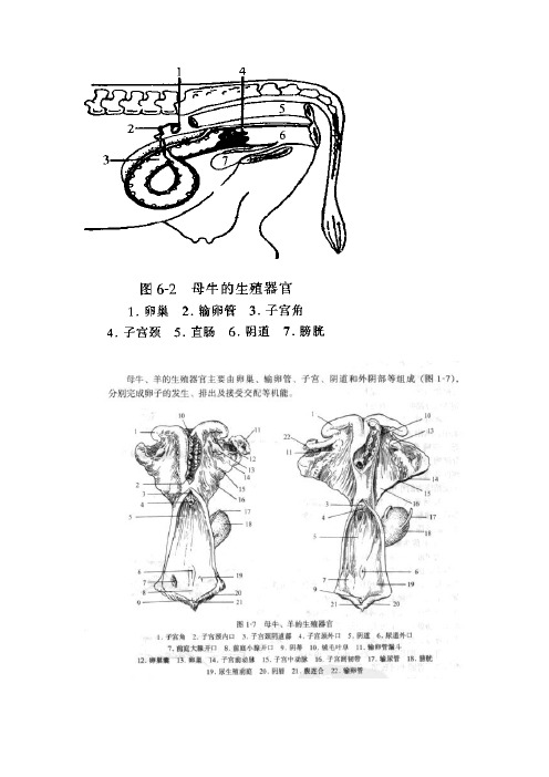 牛羊的繁殖实际操作技术